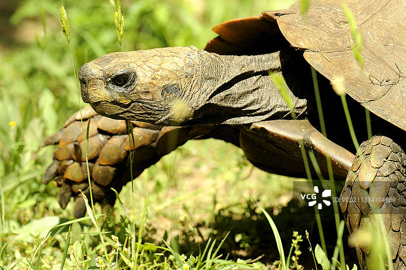 科西嘉草地上的缅甸山龟肖像图片素材