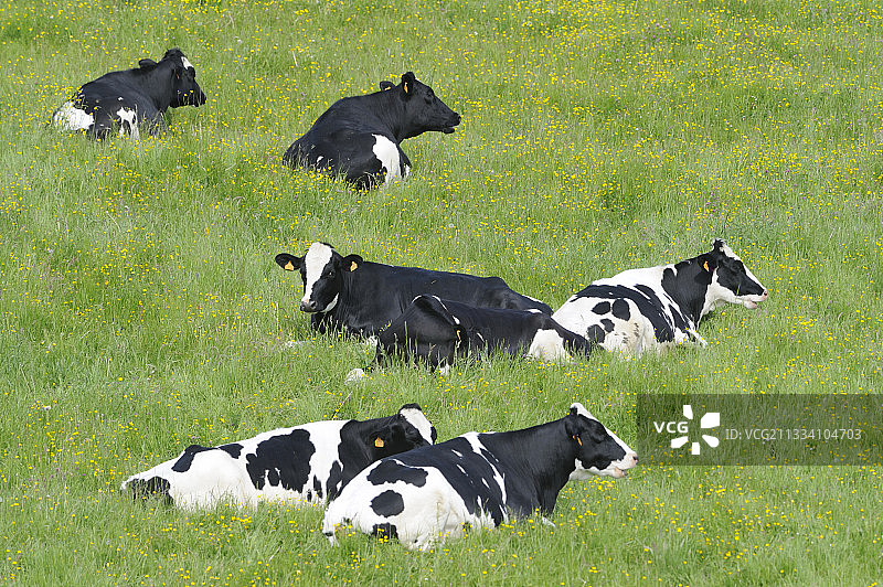法国洛林草地上的荷斯坦奶牛图片素材