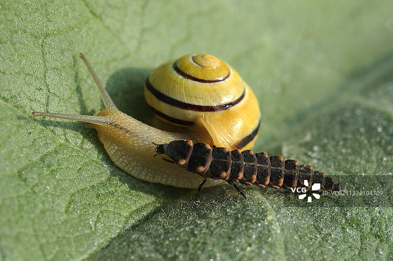 萤火虫袭击法国蜗牛树篱图片素材