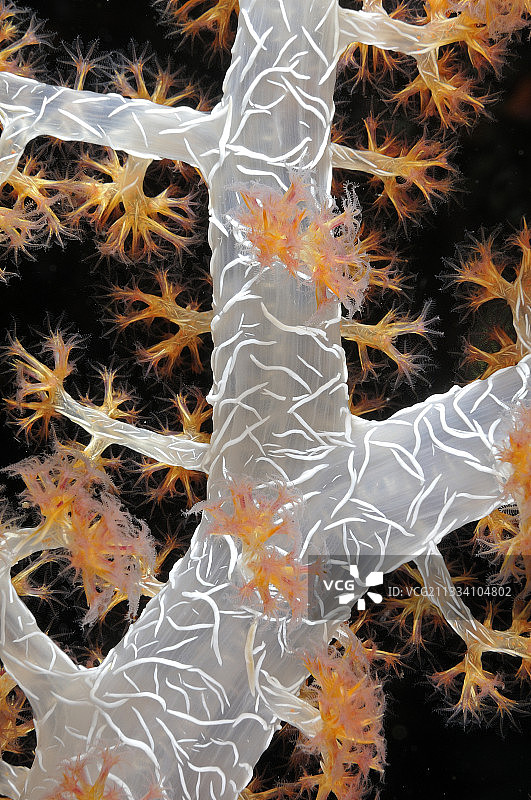 印度尼西亚巴厘岛周边的软珊瑚图片素材