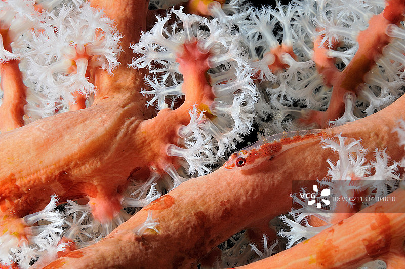 印度洋巴厘岛周围的虾虎鱼图片素材