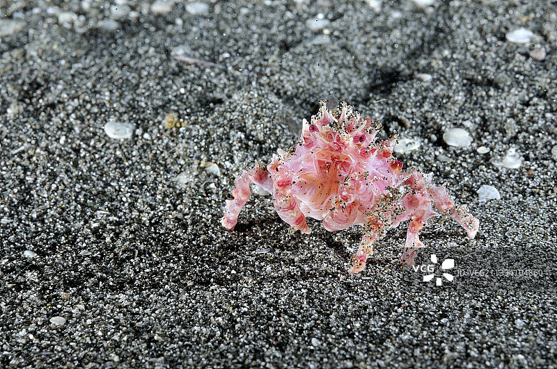 巴厘岛印度尼西亚的软珊瑚蟹图片素材