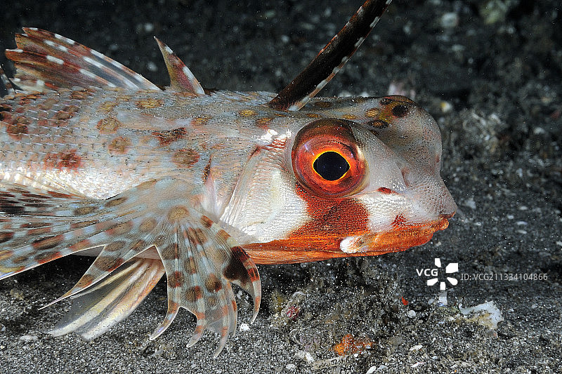 巴厘岛附近印度洋的东方飞鱼图片素材