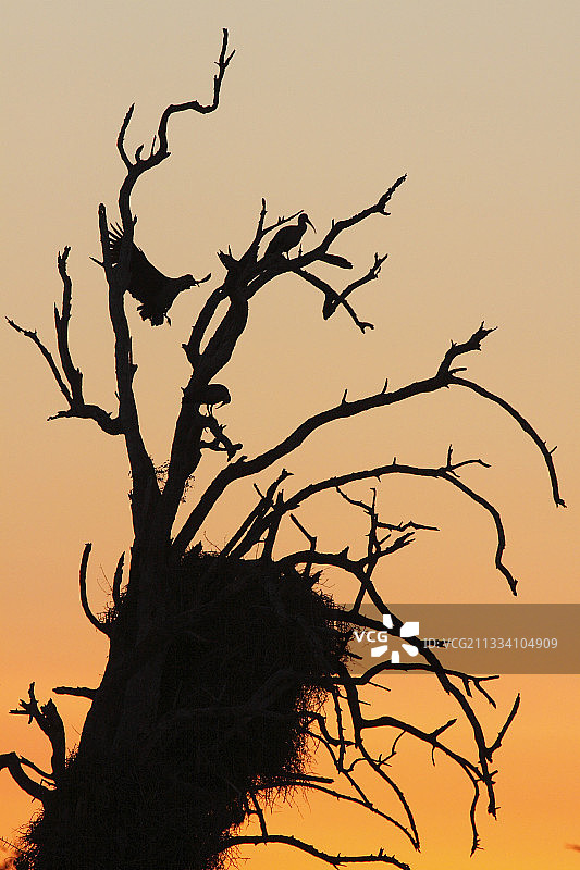 克鲁格黄昏时分供鸟类栖息的枯树图片素材