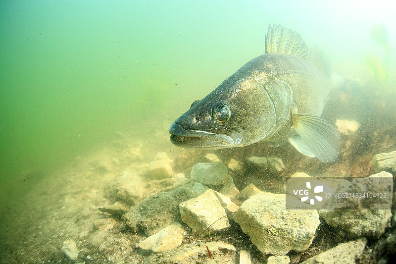 法国产卵后的大型鲈鱼图片素材