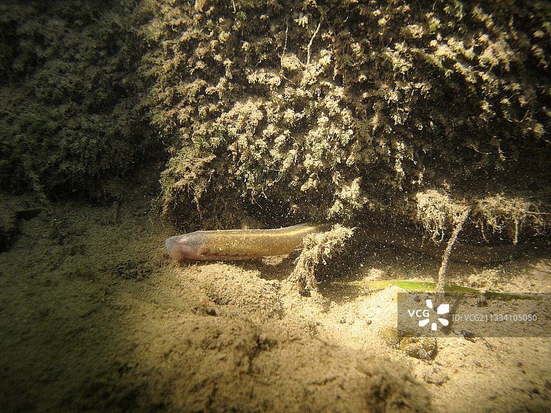 年少无知图片素材