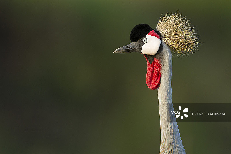 肯尼亚马赛马拉草原东非灰冕鹤图片素材