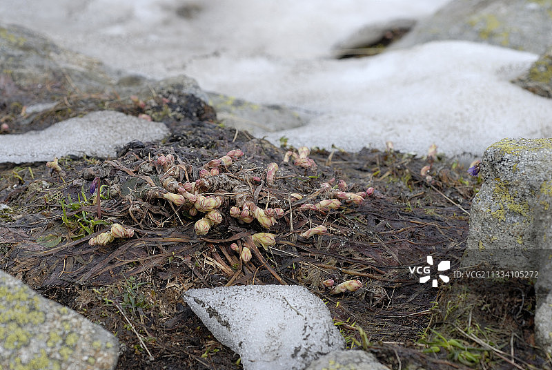 阿波罗绢蝶的寄主植物图片素材