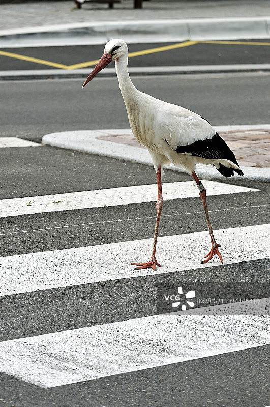在法国里屈埃维行人穿越道上的白鹳图片素材
