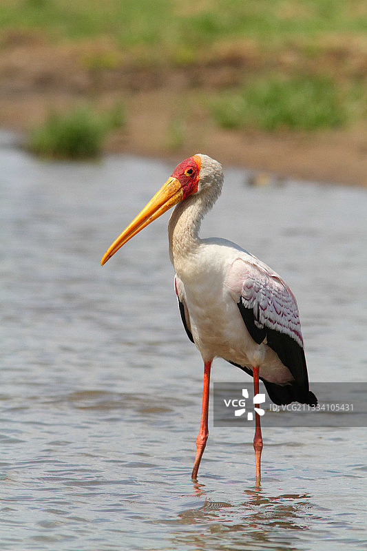在坦桑尼亚捕鱼的黄嘴鹳图片素材