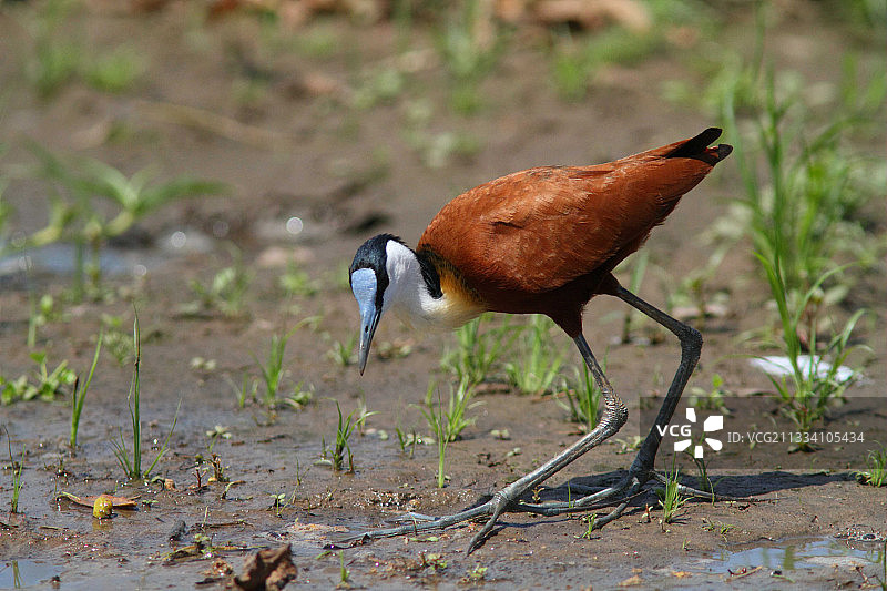 正在觅食的非洲水雉，坦桑尼亚图片素材