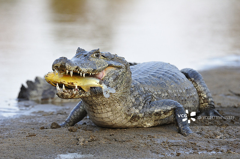 巴西河岸的凯门鳄与食人鱼图片素材