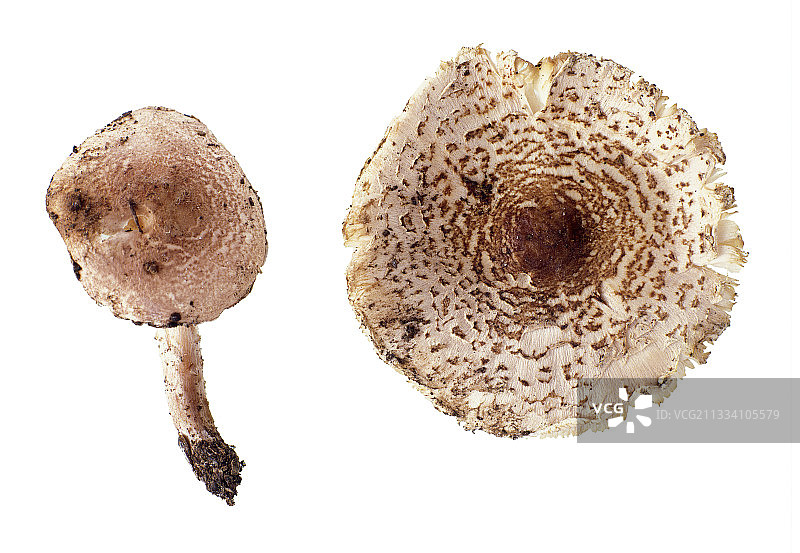 影棚内的大环柄菇图片素材