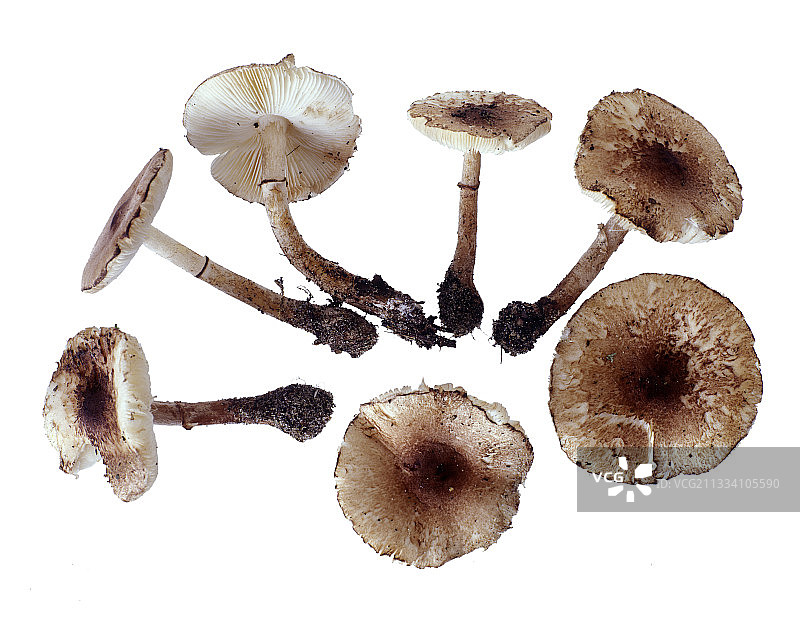白色背景上的红菇图片素材