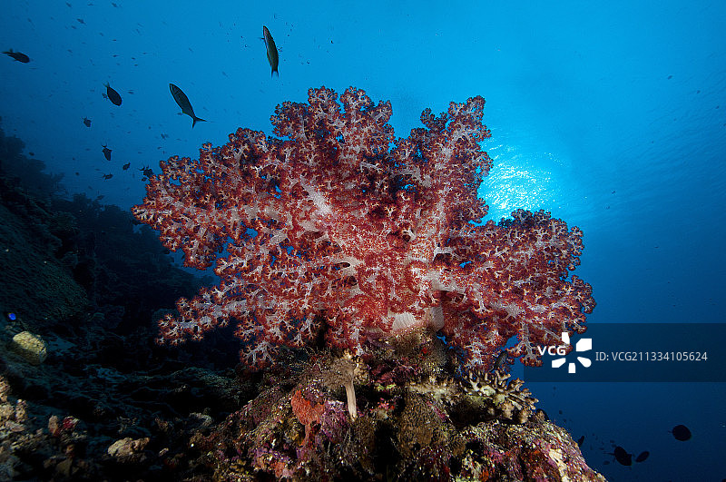 菲律宾卡加延群岛的软珊瑚礁图片素材