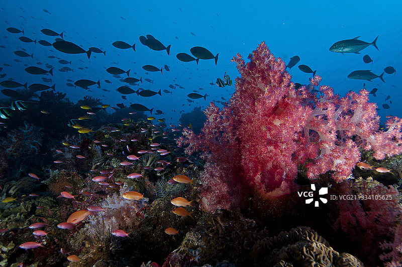 菲律宾卡加延群岛的软珊瑚礁图片素材