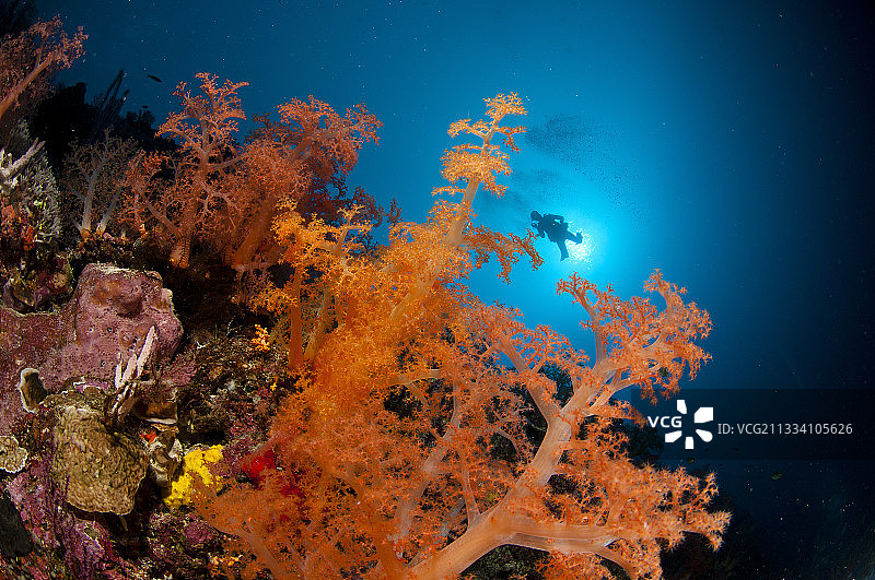 卡加延群岛卡加延省的软珊瑚，菲律宾图片素材