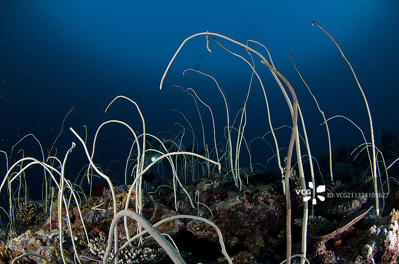 卡加延群岛鞭珊瑚图片素材