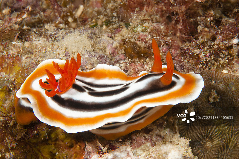 华丽的布鲁姆博格多彩海蛞蝓，卡加延群岛图片素材