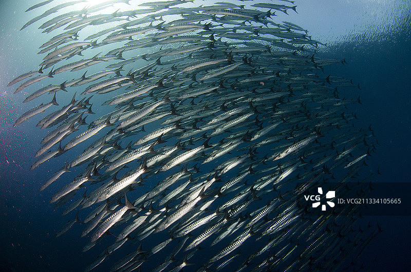 卡加延群岛卡加延梭鱼群图片素材