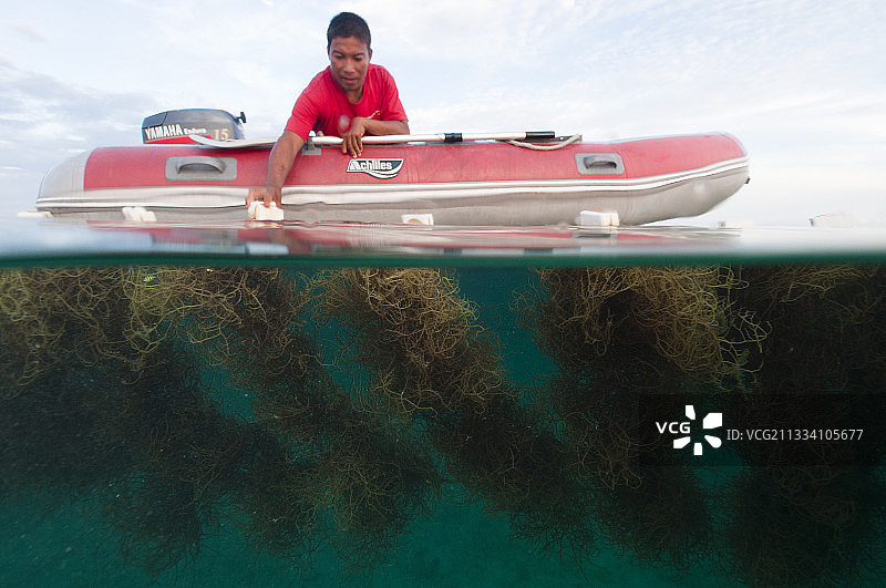 卡加延群岛卡加延的棉兰老岛海藻养殖图片素材