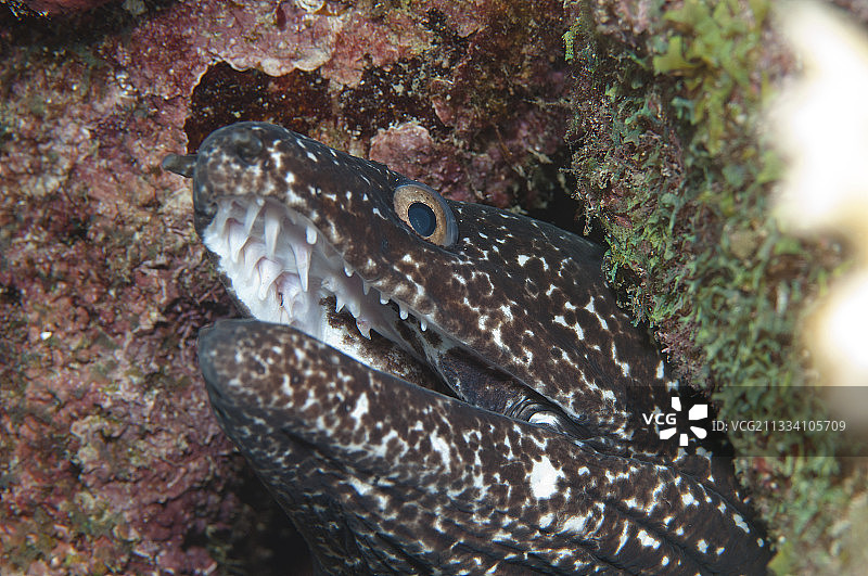 巴巴多斯岛礁中的斑点海鳝图片素材