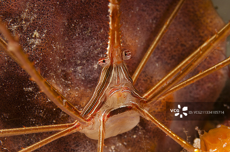 巴巴多斯岛礁上的箭头蟹图片素材