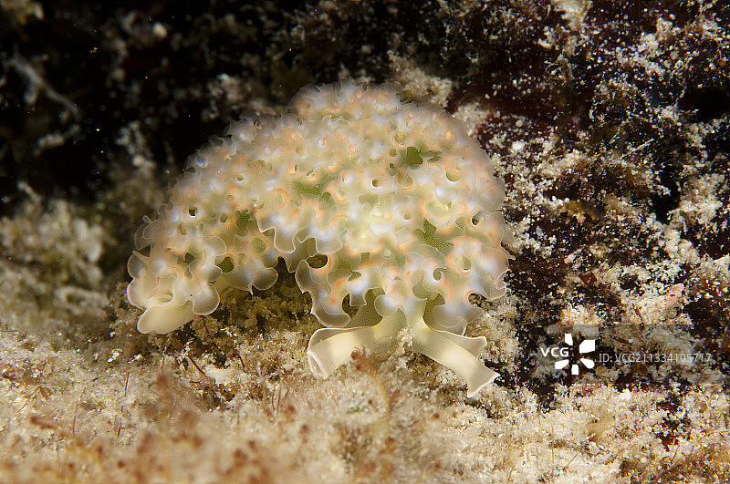 巴巴多斯弗克斯通海洋公园的莴苣海蛞蝓图片素材