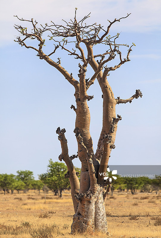 埃托沙纳米比亚稀树草原上的幽灵树图片素材