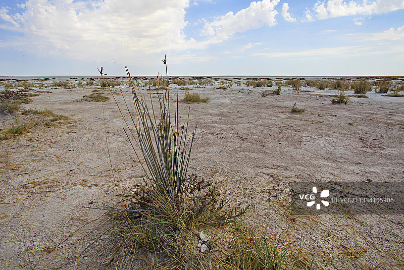 埃托沙国家公园边缘的植被，纳米比亚图片素材