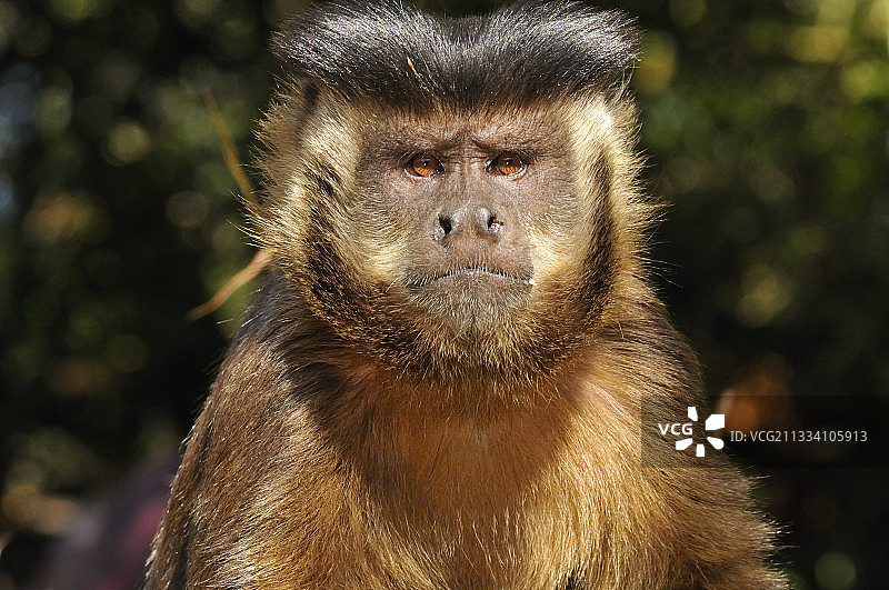 巴西潘塔纳尔地区的褐 capuchin 猴肖像图片素材