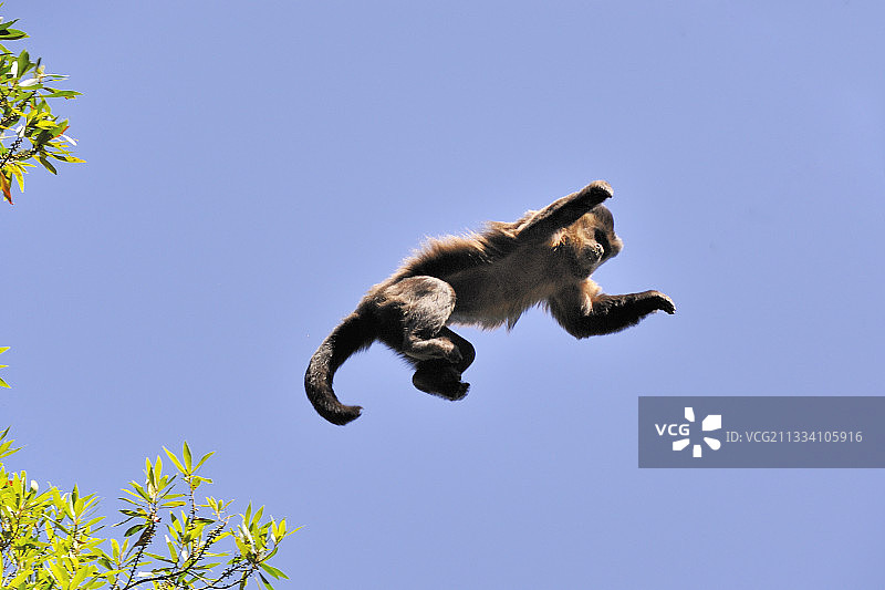 巴西潘塔纳尔跳跃的棕色卷尾猴图片素材