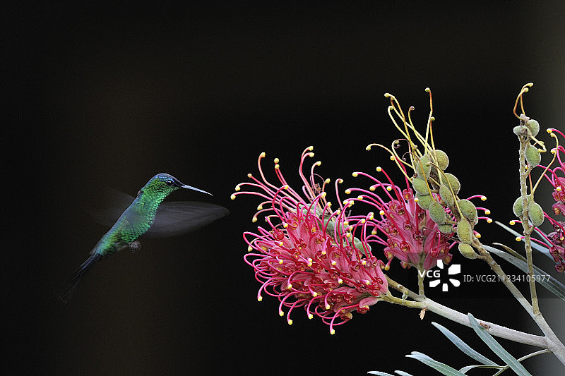 巴西飞行中采集花蜜的变色翠鸟图片素材