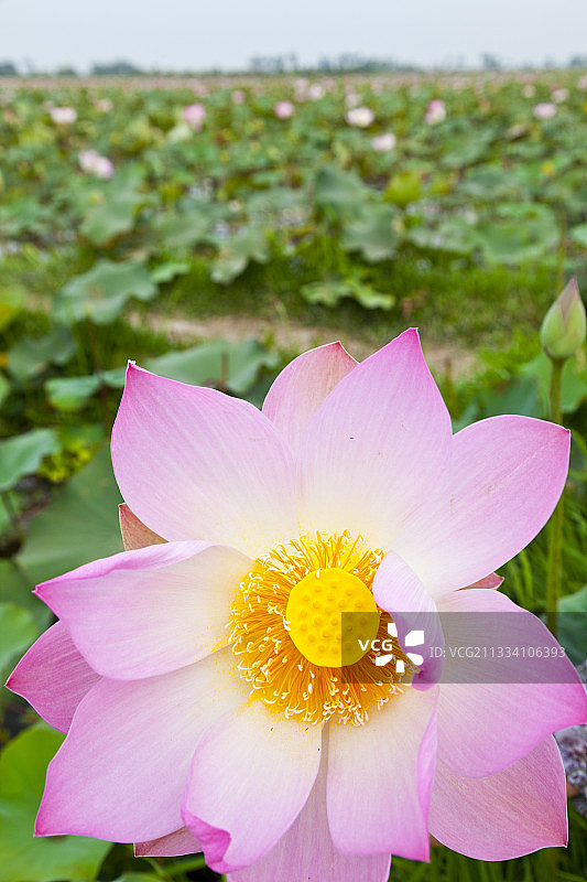 柬埔寨暹粒的荷花图片素材