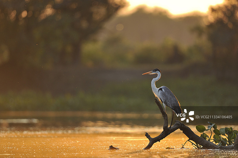 巴西潘塔纳尔湿地河岸树枝上的美洲鹭图片素材