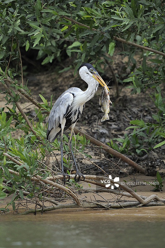 可可鹭在潘塔纳尔河上捕鱼图片素材