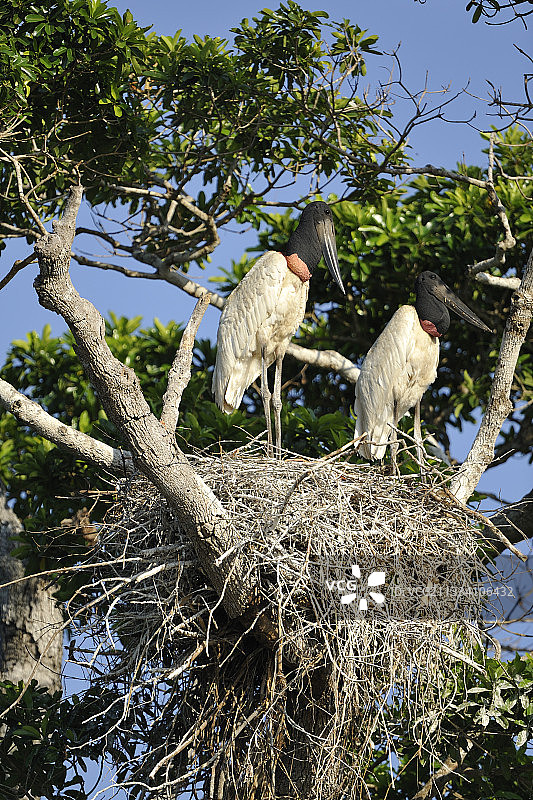 巴西潘塔纳尔湿地的美洲鹮筑巢图片素材