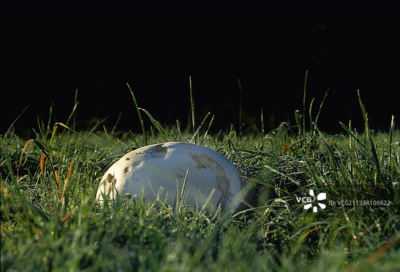 草甸里的巨型马勃菌图片素材