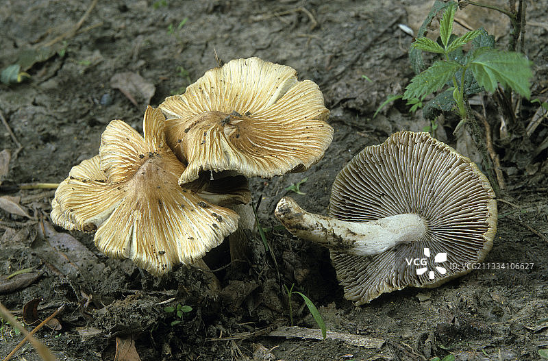 短孢尖顶丝盖伞图片素材