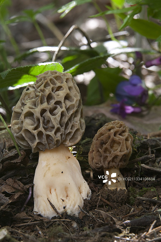 圆形羊肚菌图片素材