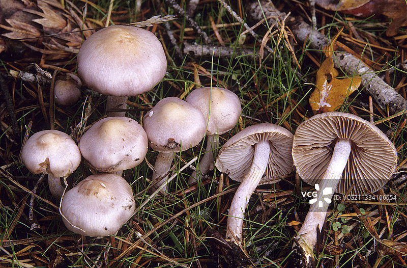 淡紫土丝膜菌图片素材