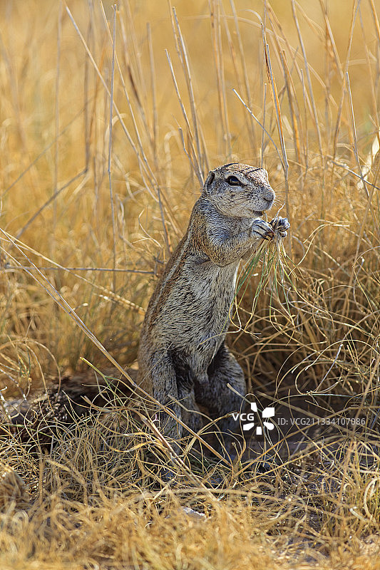 在埃托沙纳米比亚吃草的南非地松鼠图片素材