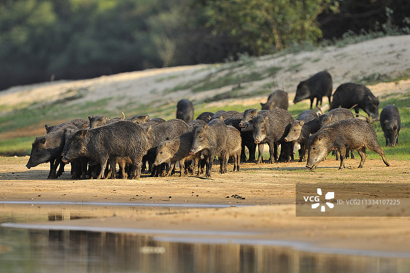 巴西潘塔纳尔湿地的白唇西貒图片素材