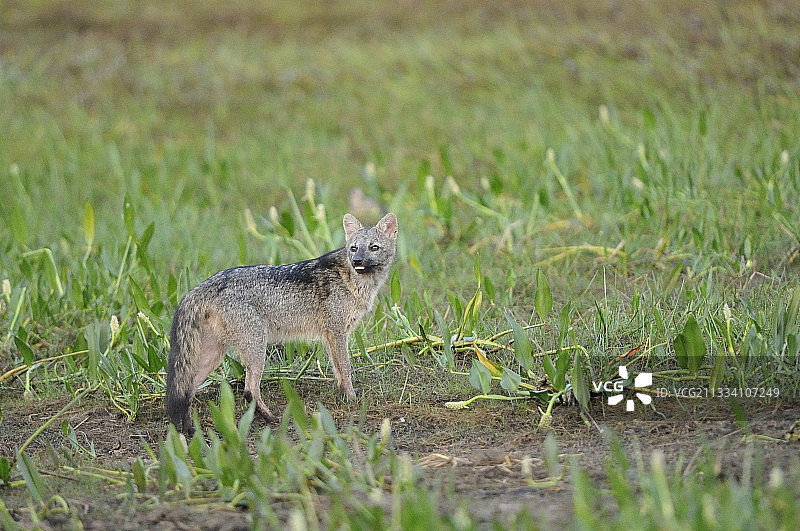 巴西潘塔纳尔湿地的食蟹狐图片素材