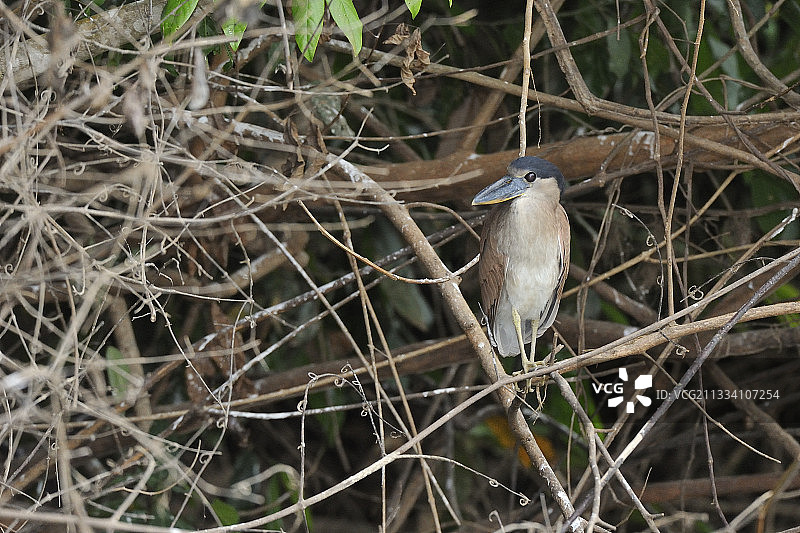 巴西潘塔纳尔湿地的鹭鸟图片素材