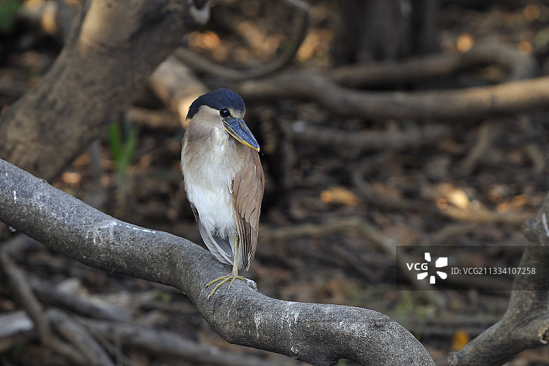 巴西潘塔纳尔湿地的鹭鸟图片素材