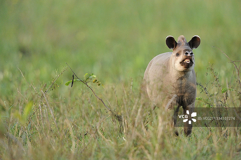 巴西潘塔纳尔湿地的巴西貘图片素材