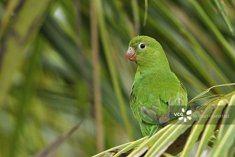 巴西潘塔纳尔，棕榈树上的黄色锯齿鹦鹉图片素材