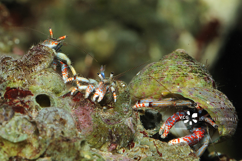 男人用贝壳接近两个女人。女人使用管子或蠕虫。只有当食物耗尽时,它们才会很少改变位置。从一个洞移到另一个洞非常危险,因为它们在捕食者面前暴露了柔软的身体。在冬天,有时年轻的男人加入女人,因此保持在管子大小,直到春天。他们会拿一个空贝壳从石头到石头漫游。图片素材