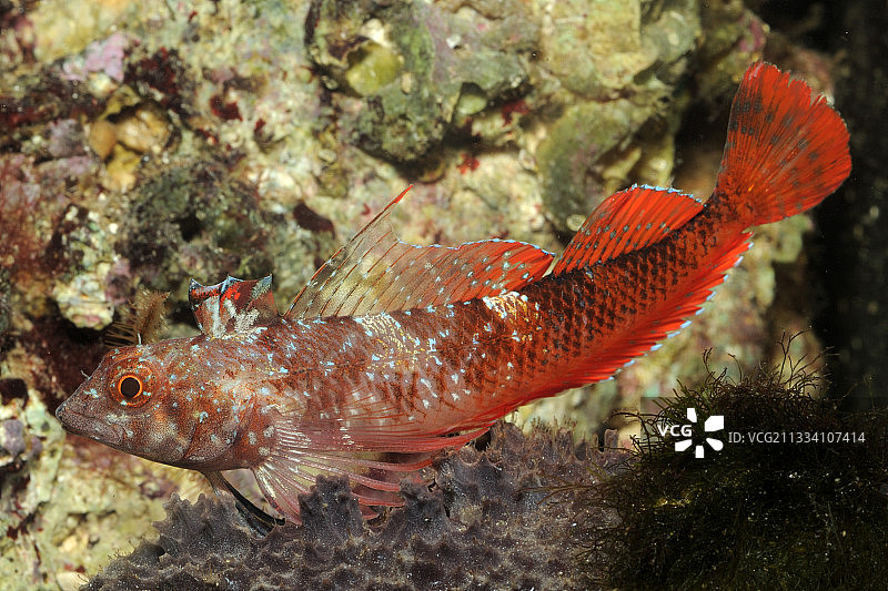 法国地中海红色黑脸鳚图片素材